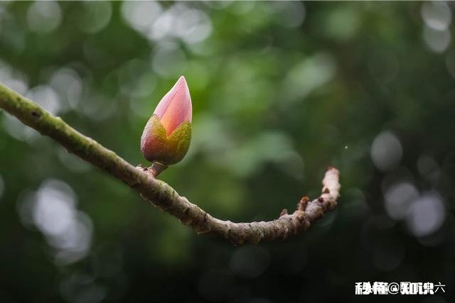 如何拍摄“草树知春不久归,百般红紫斗芳菲”的意境