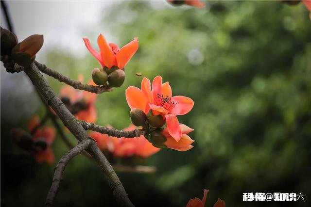 如何拍摄“草树知春不久归,百般红紫斗芳菲”的意境