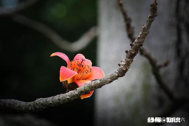 如何拍摄“草树知春不久归,百般红紫斗芳菲”的意境