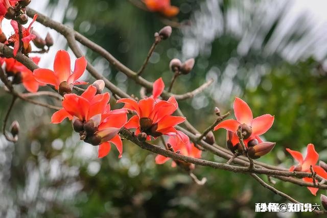 如何拍摄“草树知春不久归,百般红紫斗芳菲”的意境