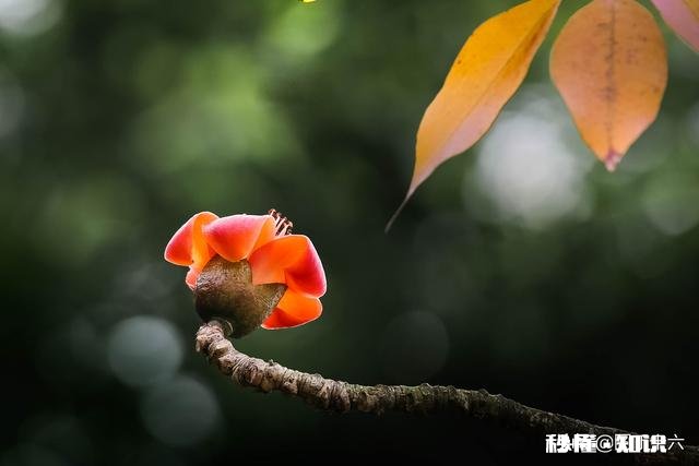 如何拍摄“草树知春不久归,百般红紫斗芳菲”的意境