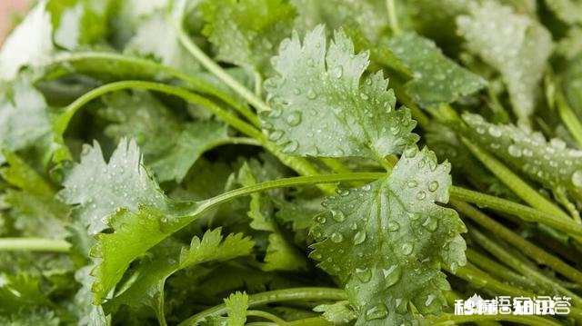 香菜,人人都爱吃,做法不同,用什么方法做最好