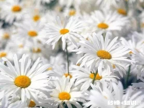 清明之际你有新词旧赋吗