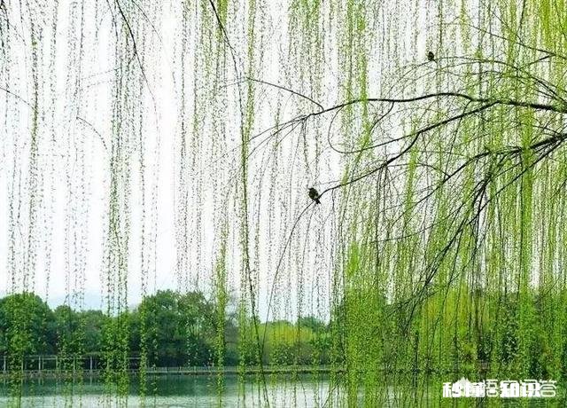 清明之际你有新词旧赋吗