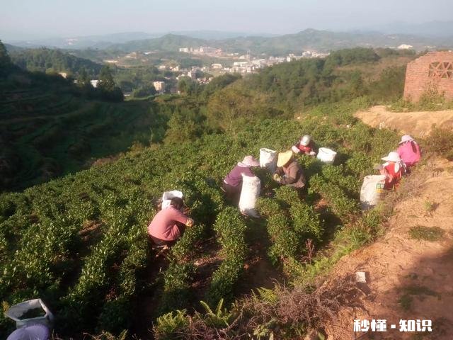 如果没有冰箱，茶叶怎么保鲜或不变味