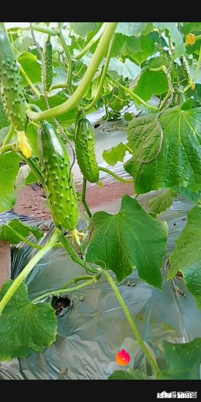 冬至到了，你吃饺子或汤圆了吗