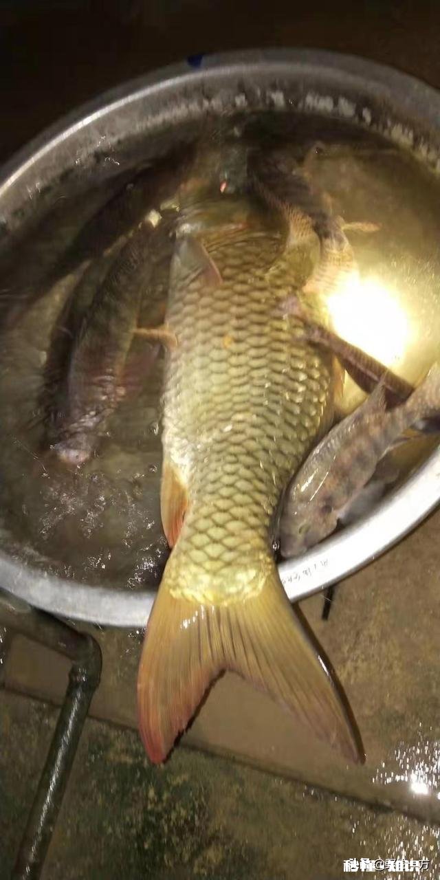 夜钓浮漂钓灵还是钓钝好用荧光棒好还是用电子漂好