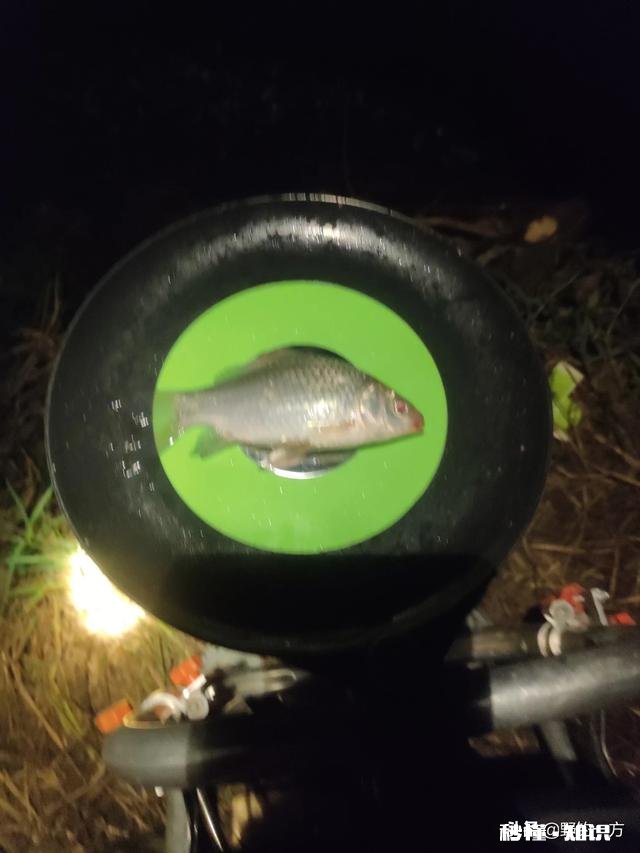 夜钓浮漂钓灵还是钓钝好用荧光棒好还是用电子漂好