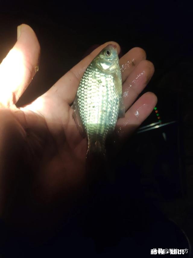 夜钓浮漂钓灵还是钓钝好用荧光棒好还是用电子漂好