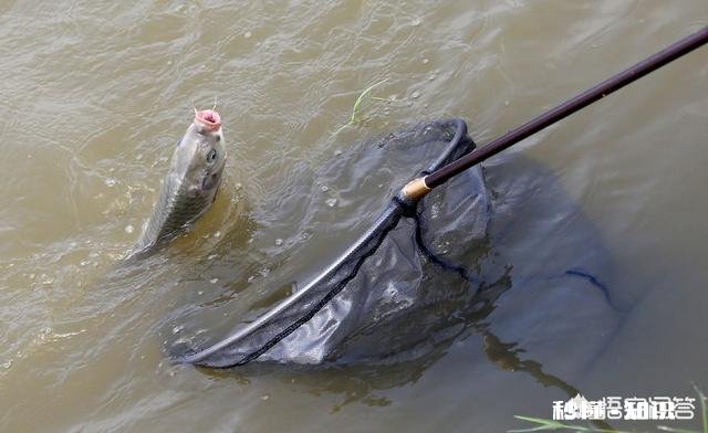 冬季钓鲫鱼钓活水好还是死水好