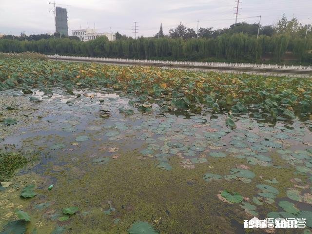 冬季钓鲫鱼钓活水好还是死水好