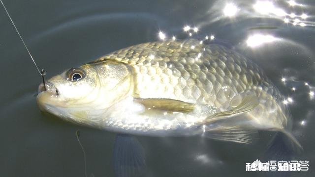 冬季钓鲫鱼钓活水好还是死水好