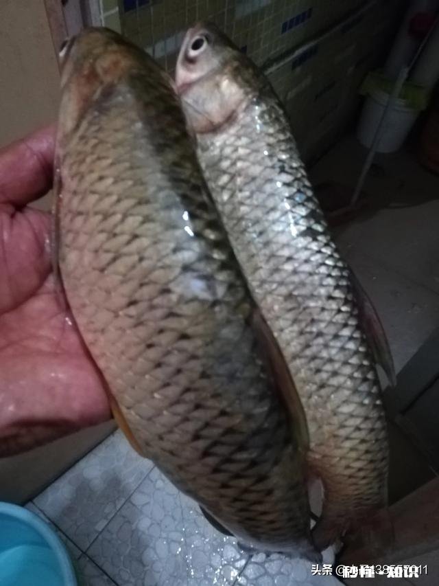 冬季钓鲫鱼钓活水好还是死水好