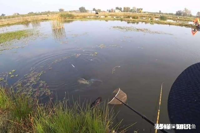 冬季钓鲫鱼钓活水好还是死水好