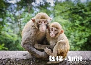 形容一个人精明，为什么说比猴还精，难道猴真的比人精吗