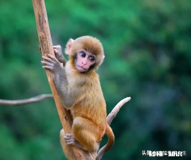 形容一个人精明，为什么说比猴还精，难道猴真的比人精吗