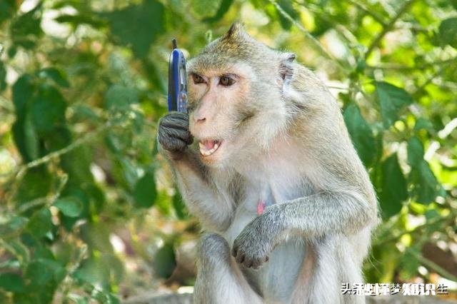 形容一个人精明，为什么说比猴还精，难道猴真的比人精吗