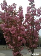 你如何看待春天来了万物复苏