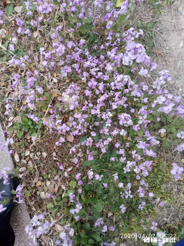 你如何看待春天来了万物复苏