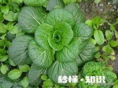 小孩不喜欢吃青菜，有什么办法吗