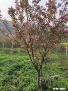 想问问大家有没有适合准备考四六级的背单词的软件