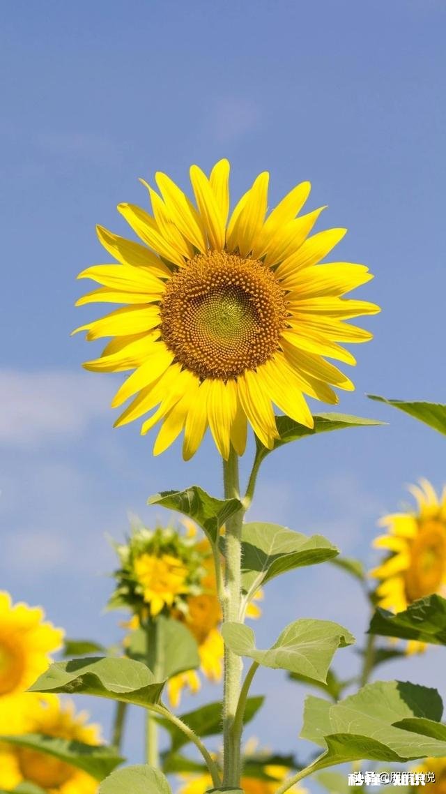 3月8日妇女节，送什么礼物给她最能让她心动