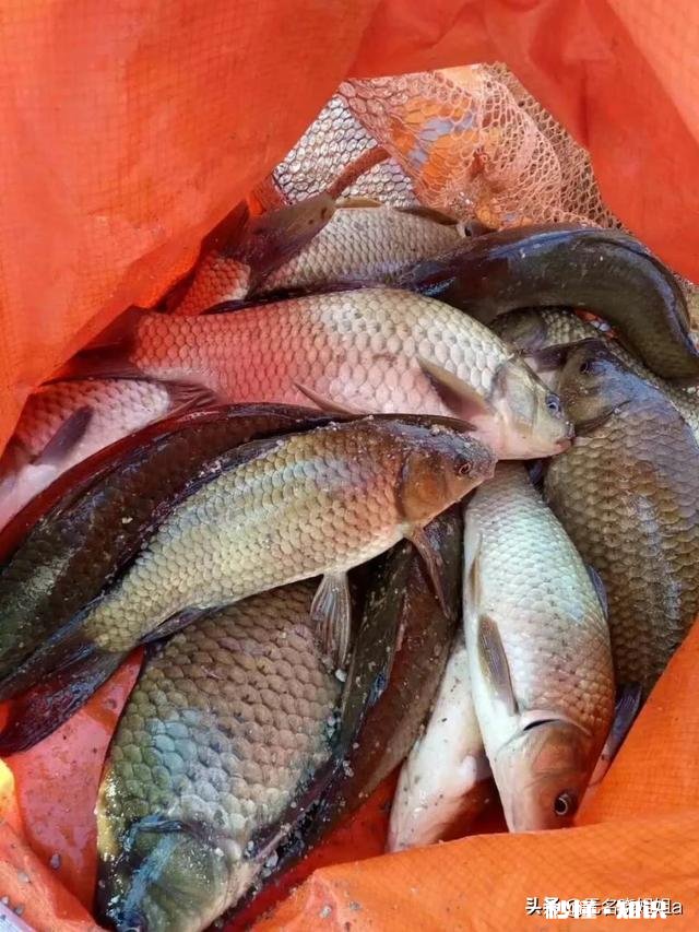 小河如何钓灿尾