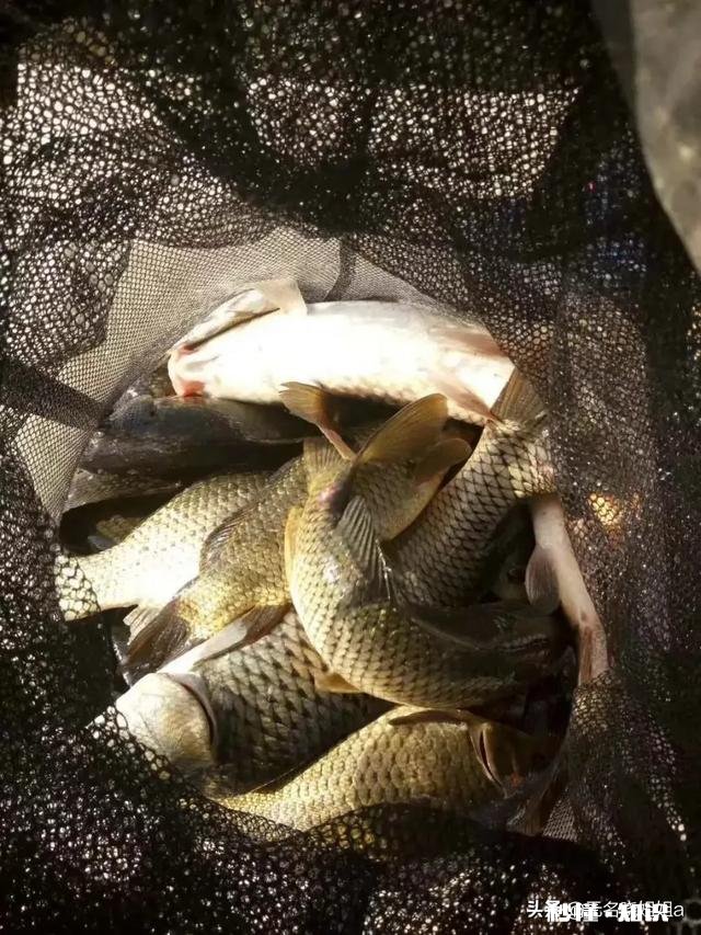 小河如何钓灿尾