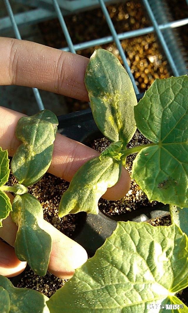黄瓜幼苗叶片失绿，有点卷曲是什么病