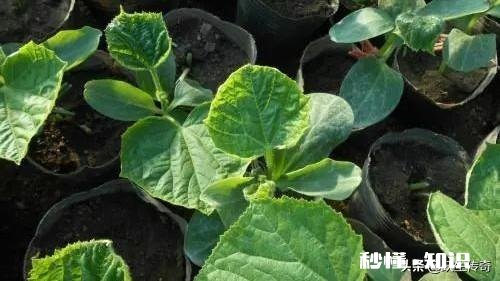 黄瓜幼苗叶片失绿，有点卷曲是什么病