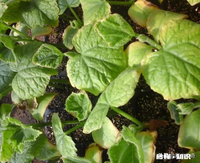 黄瓜幼苗叶片失绿，有点卷曲是什么病