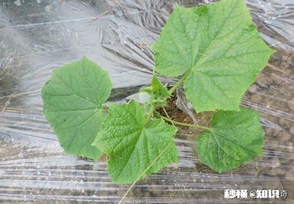 黄瓜幼苗叶片失绿，有点卷曲是什么病