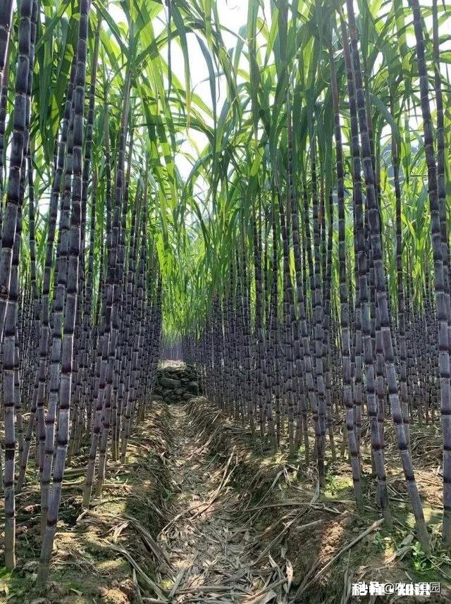 老爸有两百亩的甘蔗和30亩的果园现在想让我回来接手，要不要接