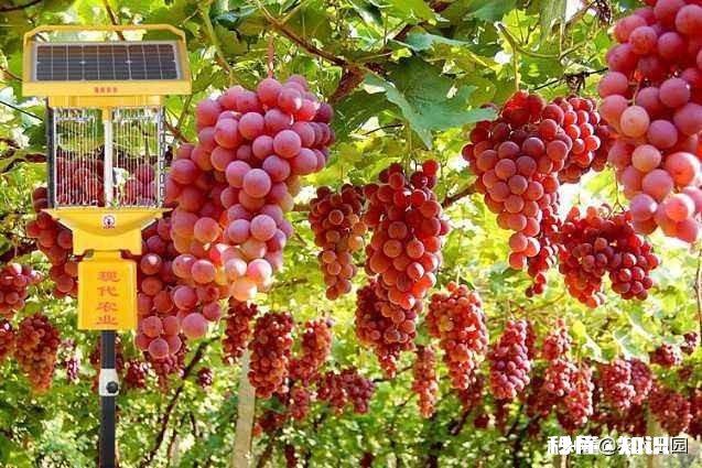 老爸有两百亩的甘蔗和30亩的果园现在想让我回来接手，要不要接