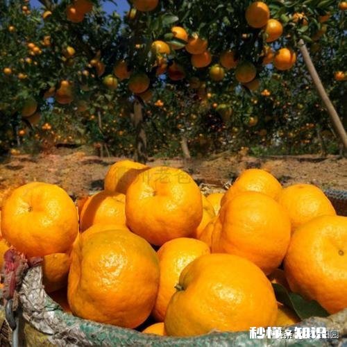 老爸有两百亩的甘蔗和30亩的果园现在想让我回来接手，要不要接