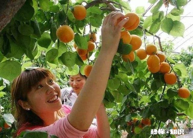 老爸有两百亩的甘蔗和30亩的果园现在想让我回来接手，要不要接