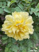 老婆每晚睡觉都打呼噜比雷声还大！有啥办法