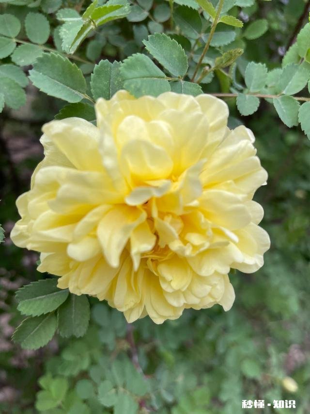 老婆每晚睡觉都打呼噜比雷声还大！有啥办法