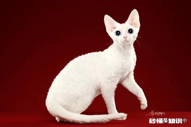 养猫还是养狗又省钱又好