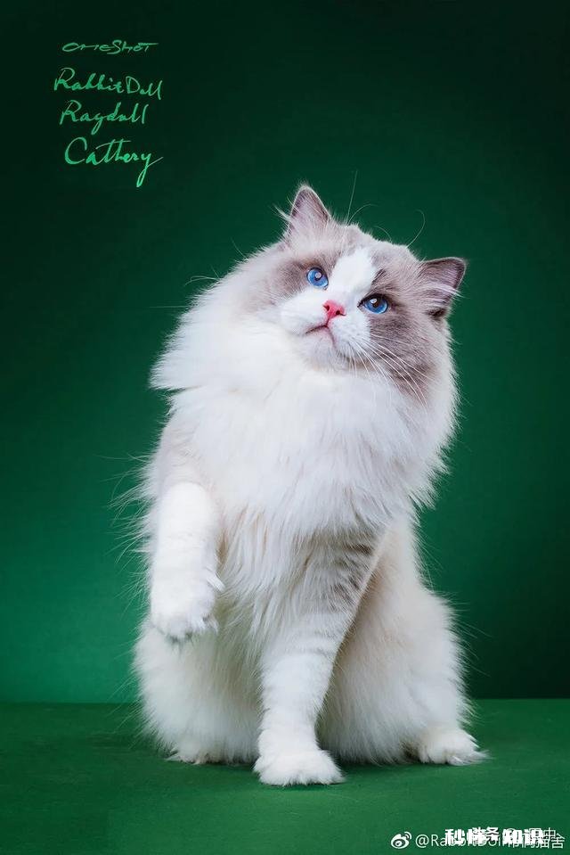 养猫还是养狗又省钱又好