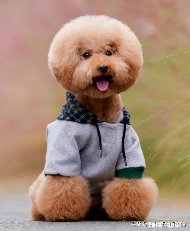 养猫还是养狗又省钱又好