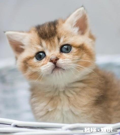 养猫还是养狗又省钱又好