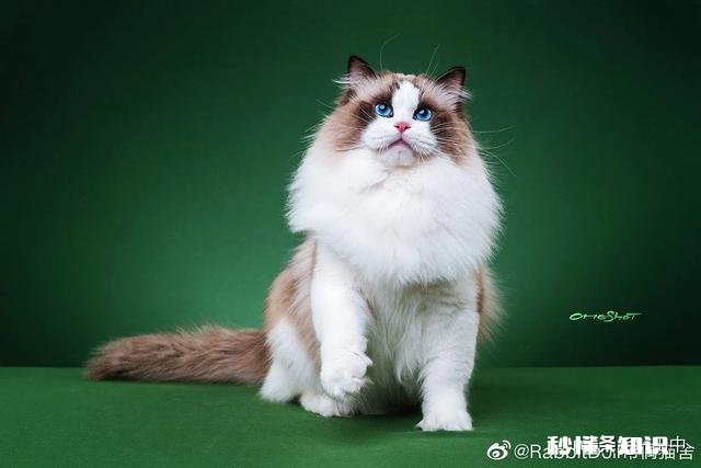 养猫还是养狗又省钱又好