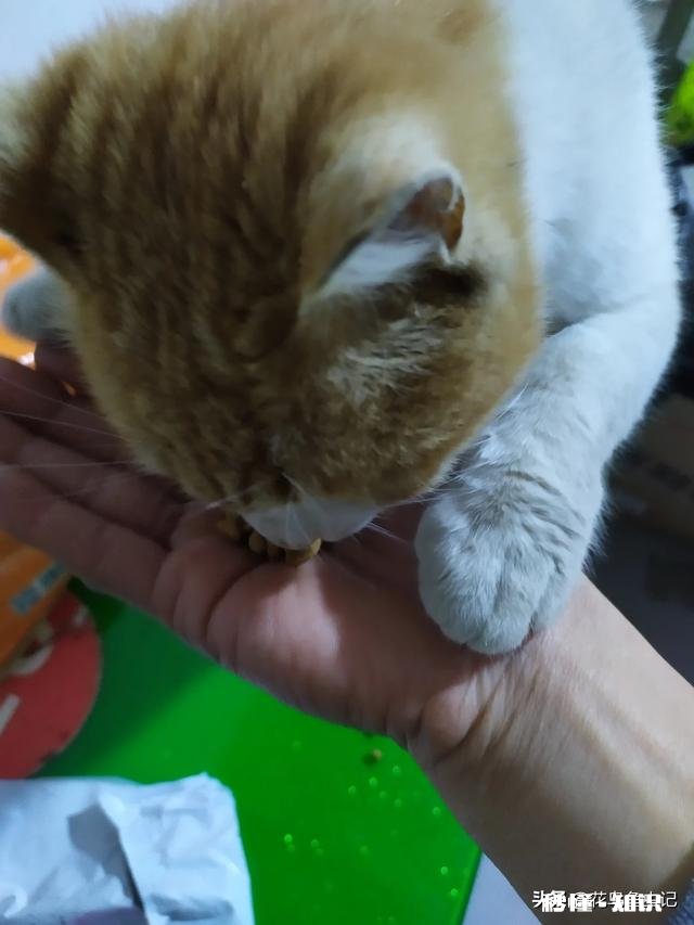 养猫还是养狗又省钱又好