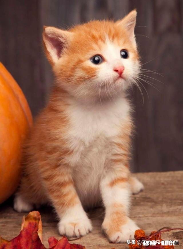 养猫还是养狗又省钱又好