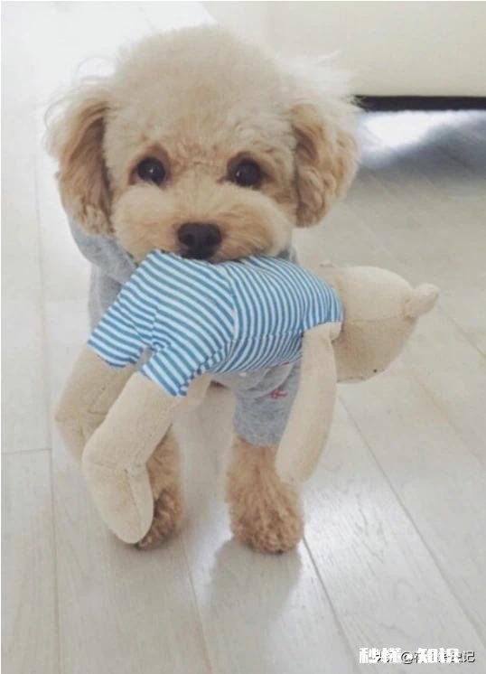 养猫还是养狗又省钱又好