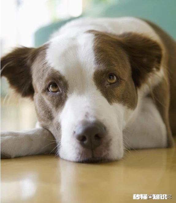 养猫还是养狗又省钱又好