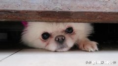 养猫还是养狗又省钱又好