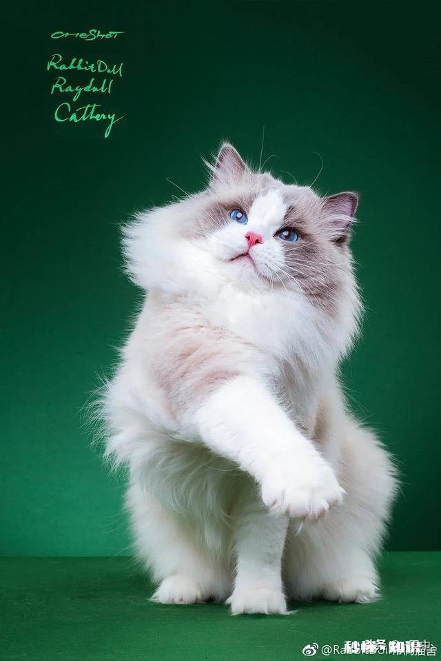 养猫还是养狗又省钱又好