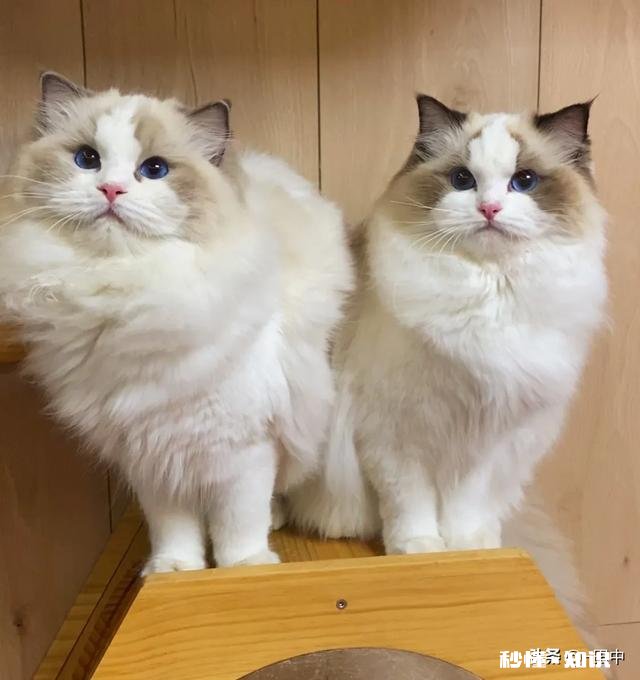 养猫还是养狗又省钱又好